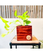 Tall Cube Planter - 6 inches