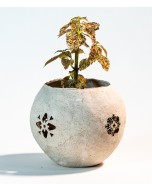 Coleus Plant in Handmade Recycled Vase, Diamond Print