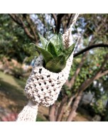 Macrame Plant Holder - Nest shaped, White