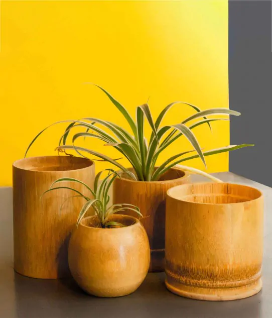 Bamboo Planter Gift Set - Set of 4