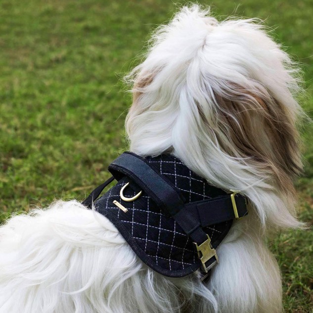 Buy Louis Vuitton Dog Harness Online In India -  India