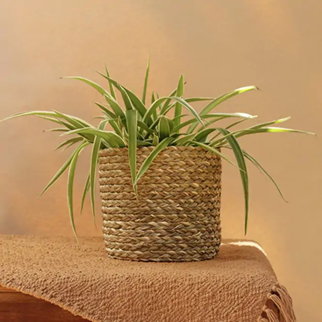 Handmade Sabai Grass Braided Eco Pot - Small, Natural