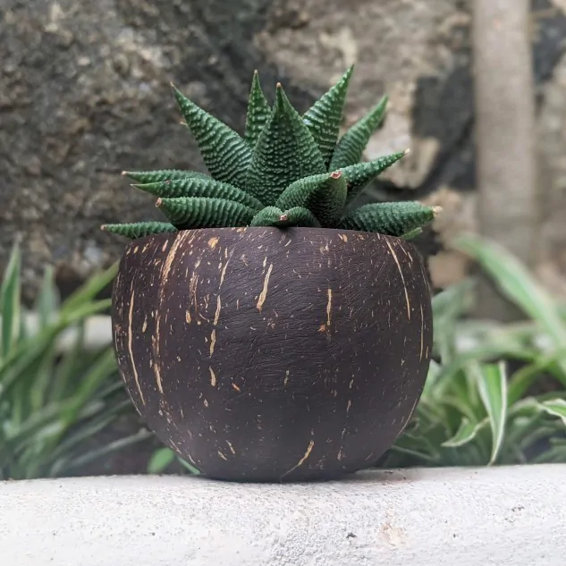 Coconut Shell Planter