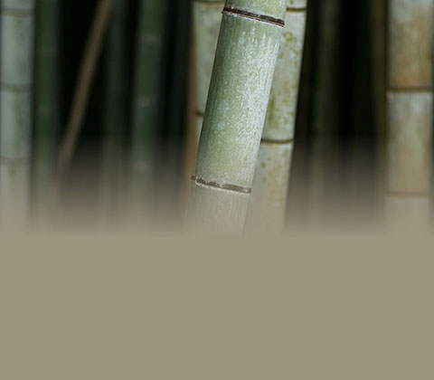 Bamboo Category Page Banner